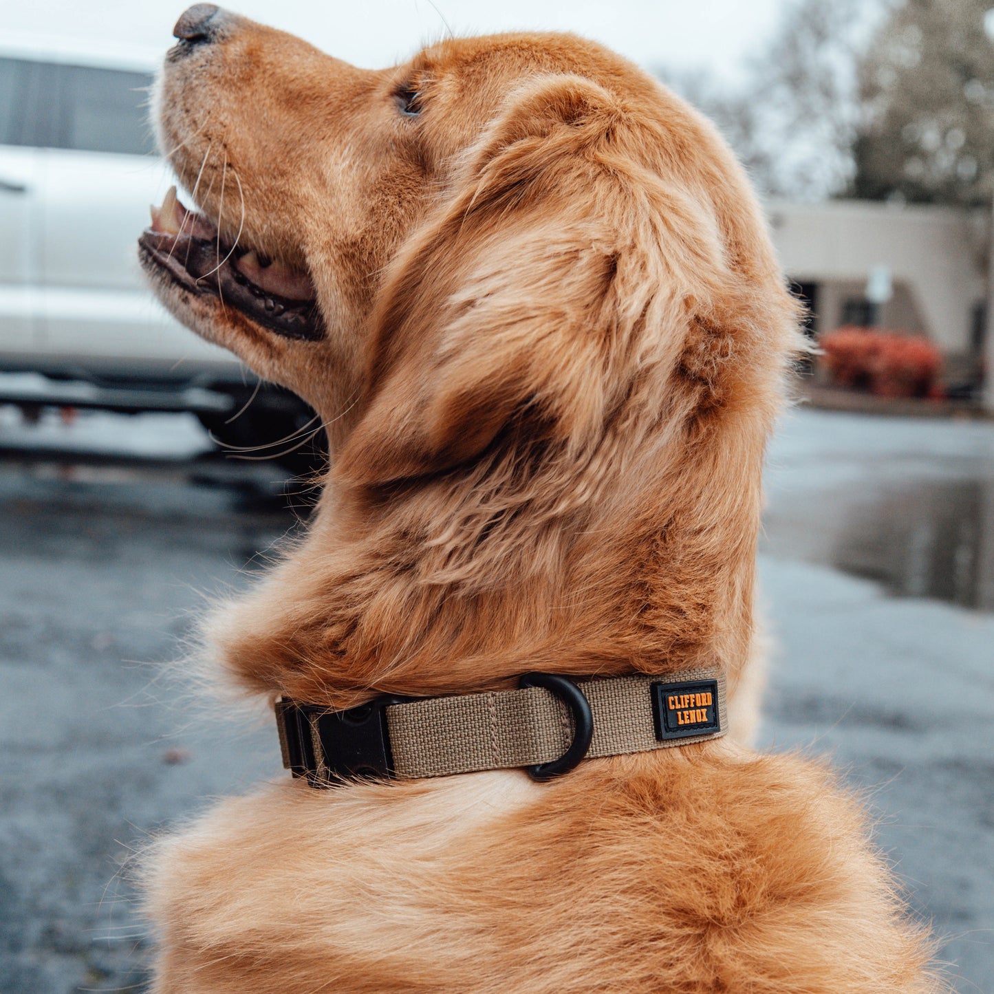 Nylon Dog Collar // Forest Green