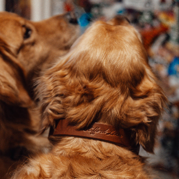 Leather Dog Collar // Brown Leather