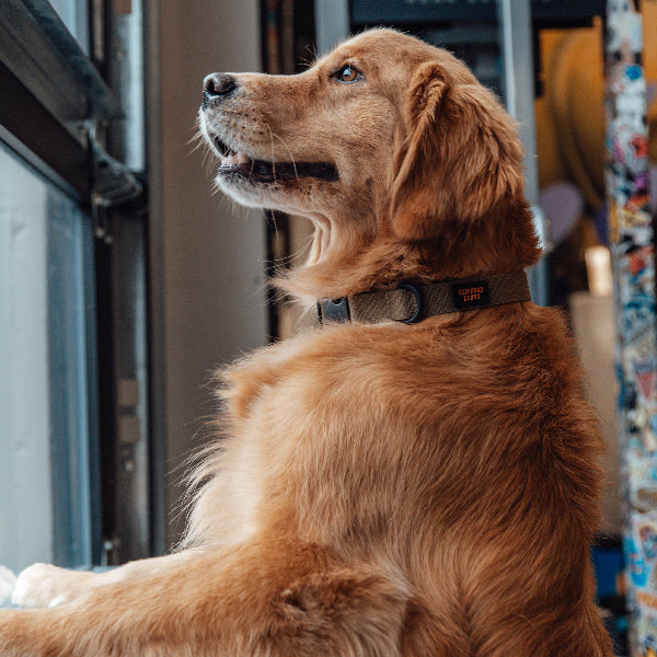 Nylon Dog Collar // Forest Green