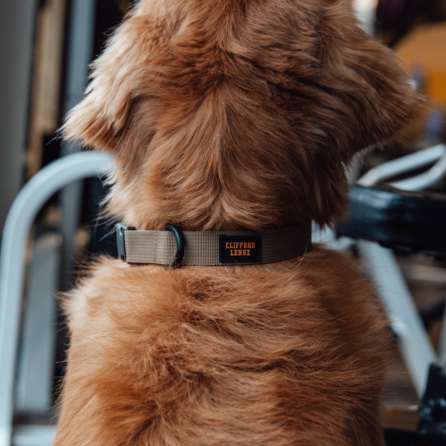 Nylon Dog Collar // Forest Green